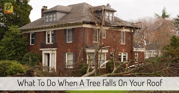 What To Do When A Tree Falls On Your Roof