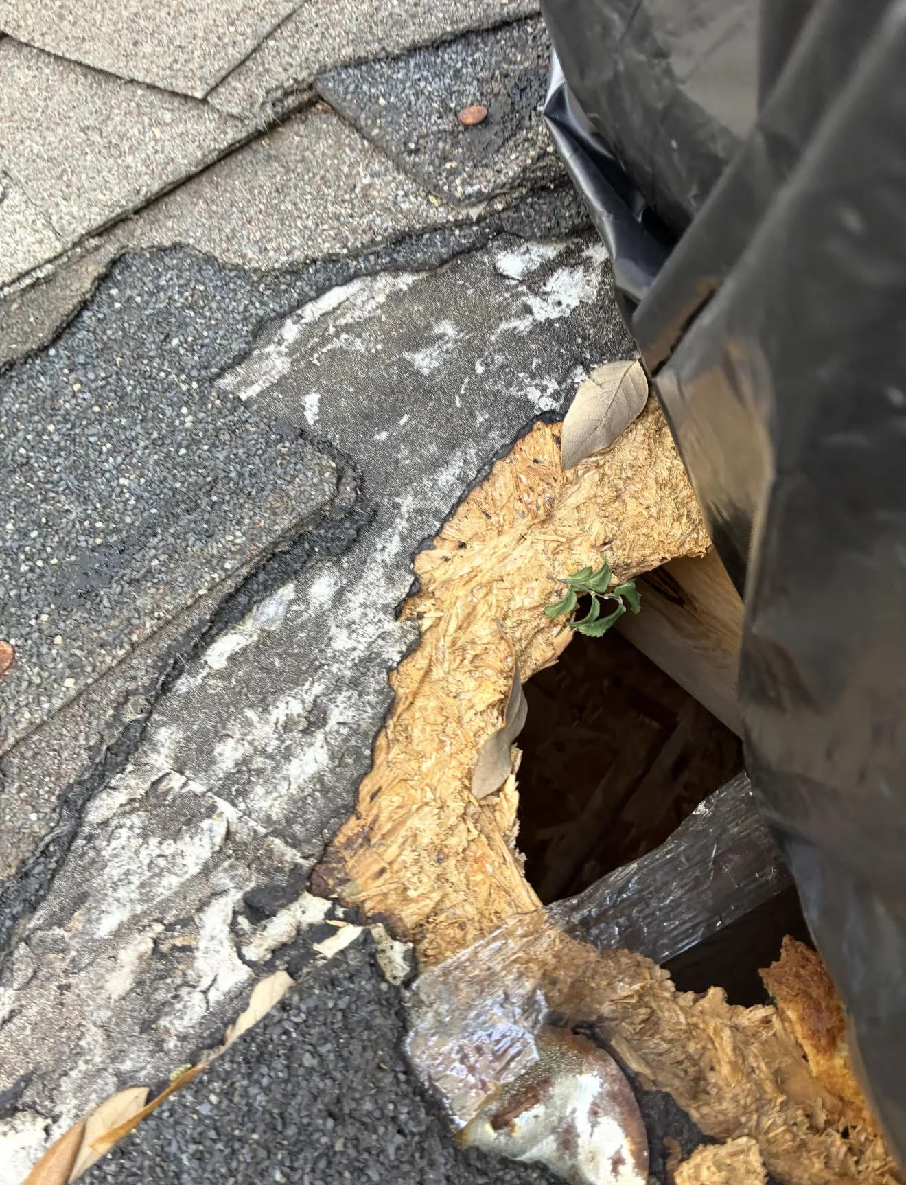 Close-up of a deteriorating roof: cracked asphalt shingles, exposed plywood, and torn underlayment, with a black bag or tarp at the edge and a small green plant nearby