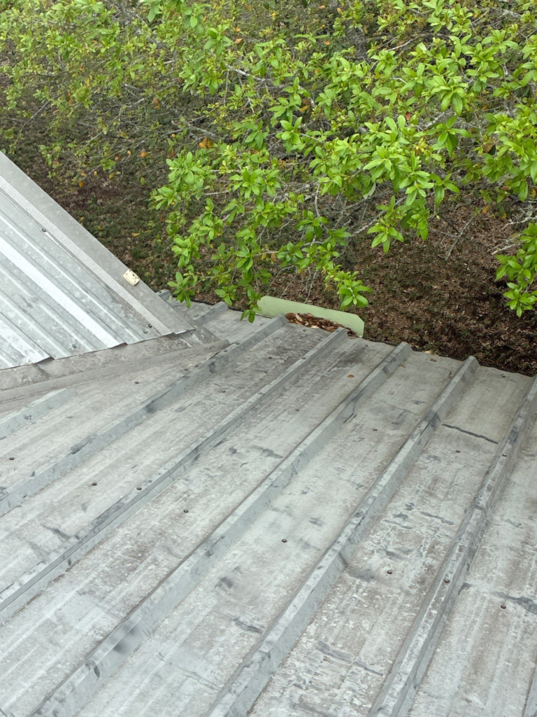 Wimberley_Before_3 - Driftwood Builders Roofing Overhead view of a grey corrugated metal roof with green leafy tree branches overhanging above the edge of the roof.