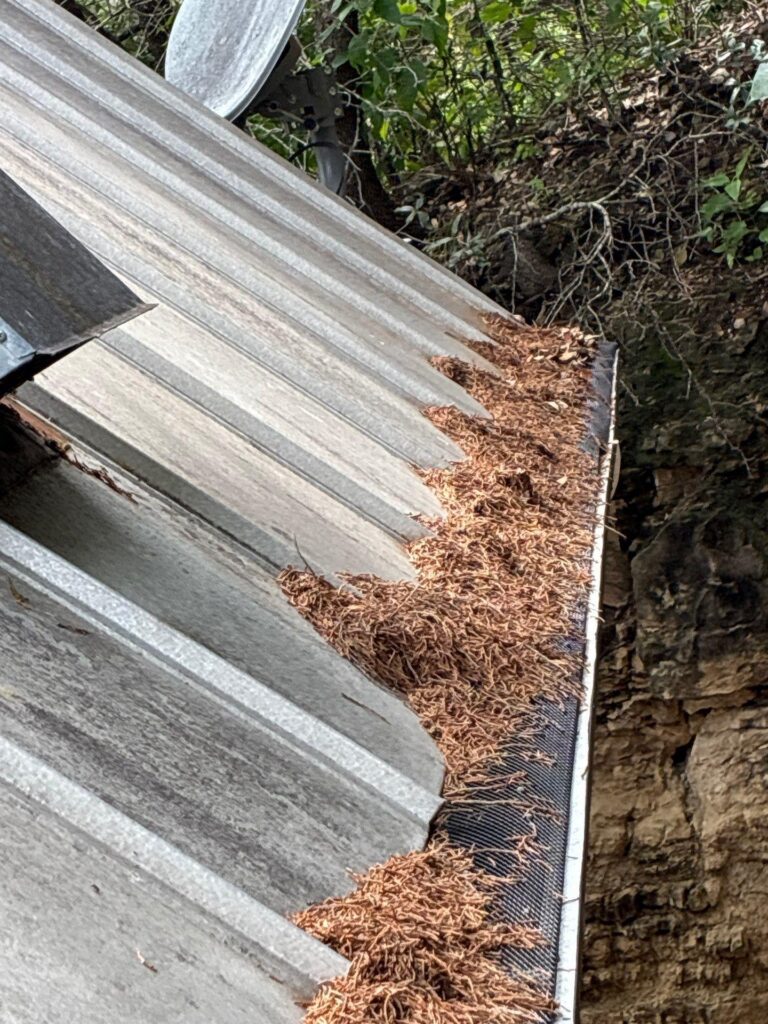 Metal corrugated roof with a thick pile of brown autumn leaves along the edge.