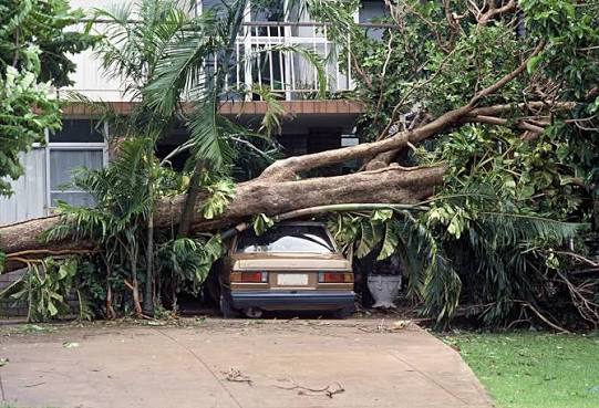 images 1 - Driftwood Builders Roofing - Driftwood Builders Roofing A large tree branch lies across a brown sedan in a driveway, pinning it under the fallen limbs in front of a house behind it.