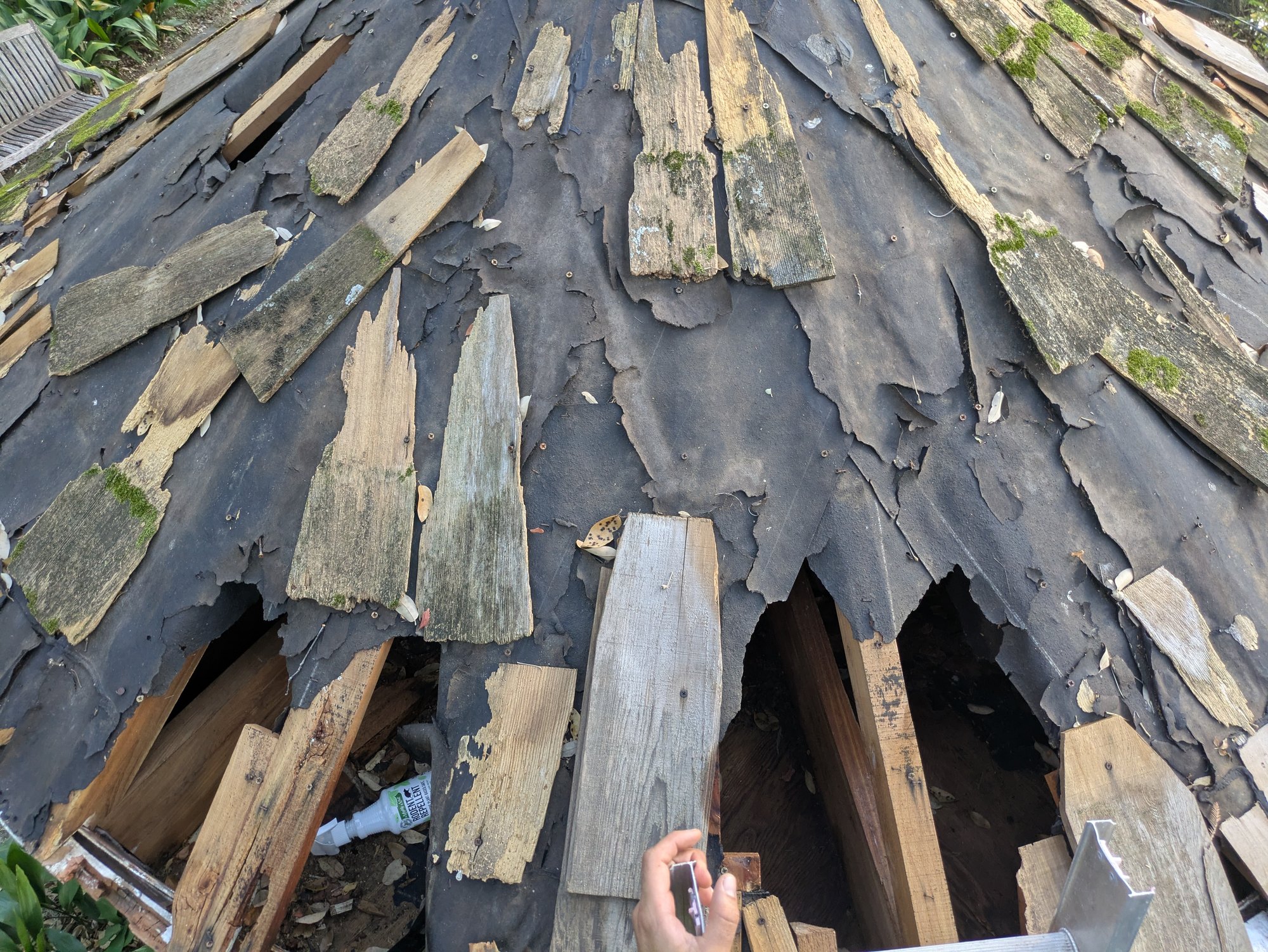 Close-up of broken, moss-covered wood shingles and torn underlayment with openings in the old gazebo roof